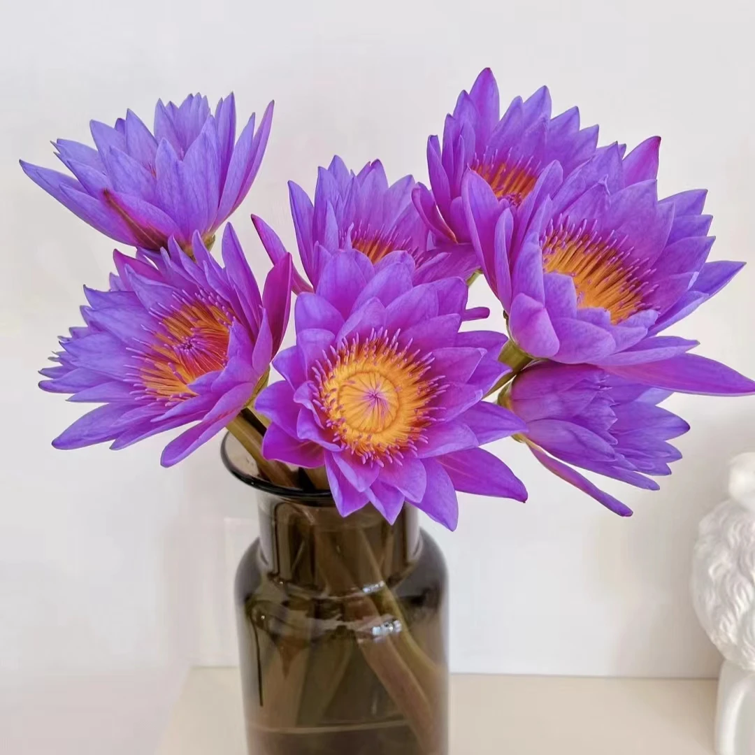 10枝紫色睡莲（花苞发货需养开） 浓香型 【两单顺丰冷链或京东空运】