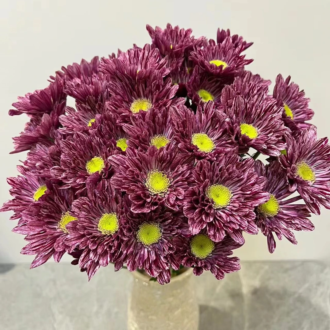 10枝宁静小雏菊 超长待机【两单京东或顺丰包邮】云南鲜花家用水养