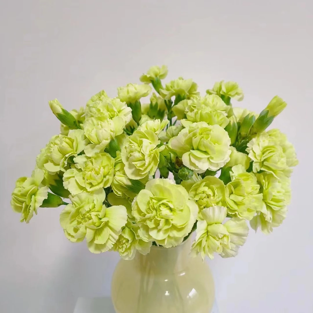 抹茶多头康乃馨 鲜花(生花苞需养开)【两单发顺丰或京东包邮】