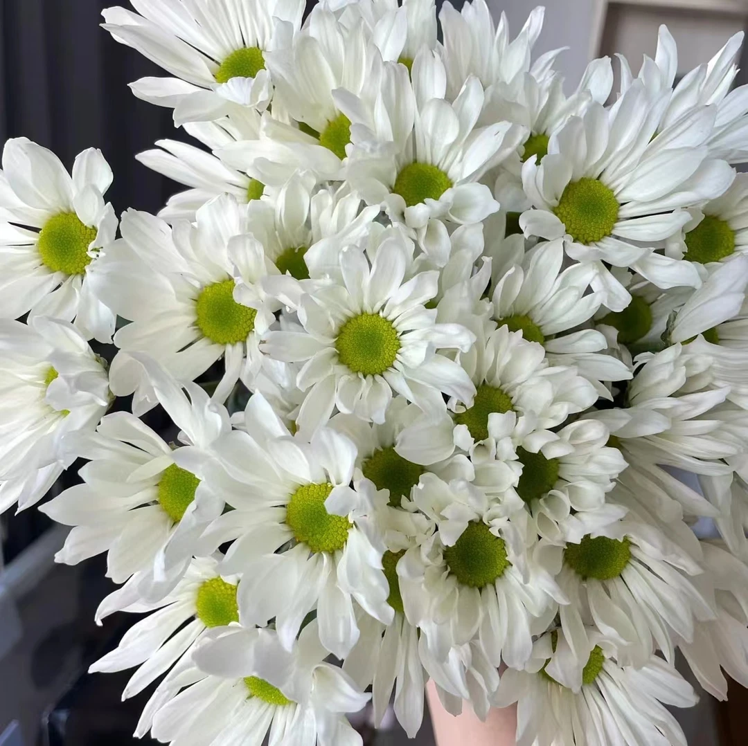 10枝白色三文鱼小雏菊【两单京东或顺丰空运包邮】云南家庭鲜花