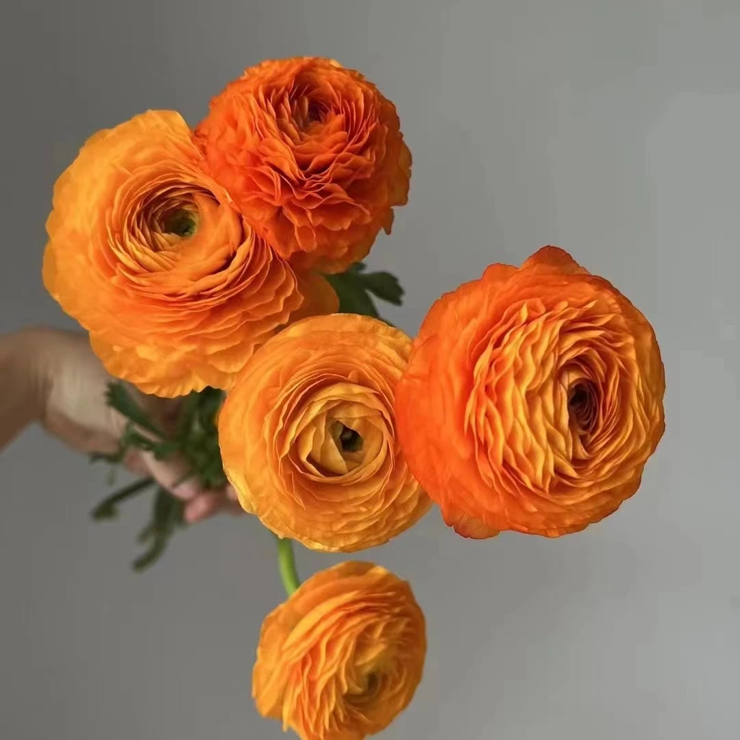 10枝橙色洋牡丹 （带包装醒花）【两单顺丰冷链或京东空运】 鲜切花