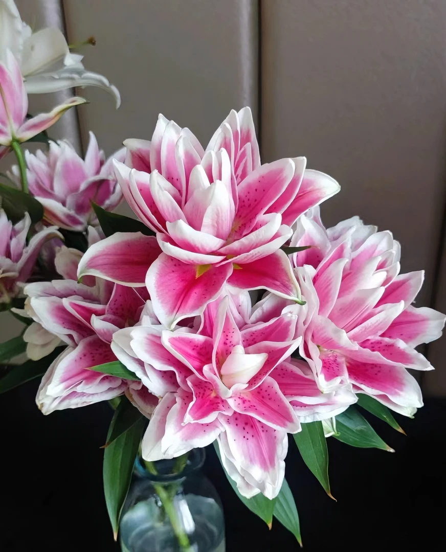 3枝火星之恋双头百合6个花苞【两单顺丰冷链或京东空运】云南鲜花