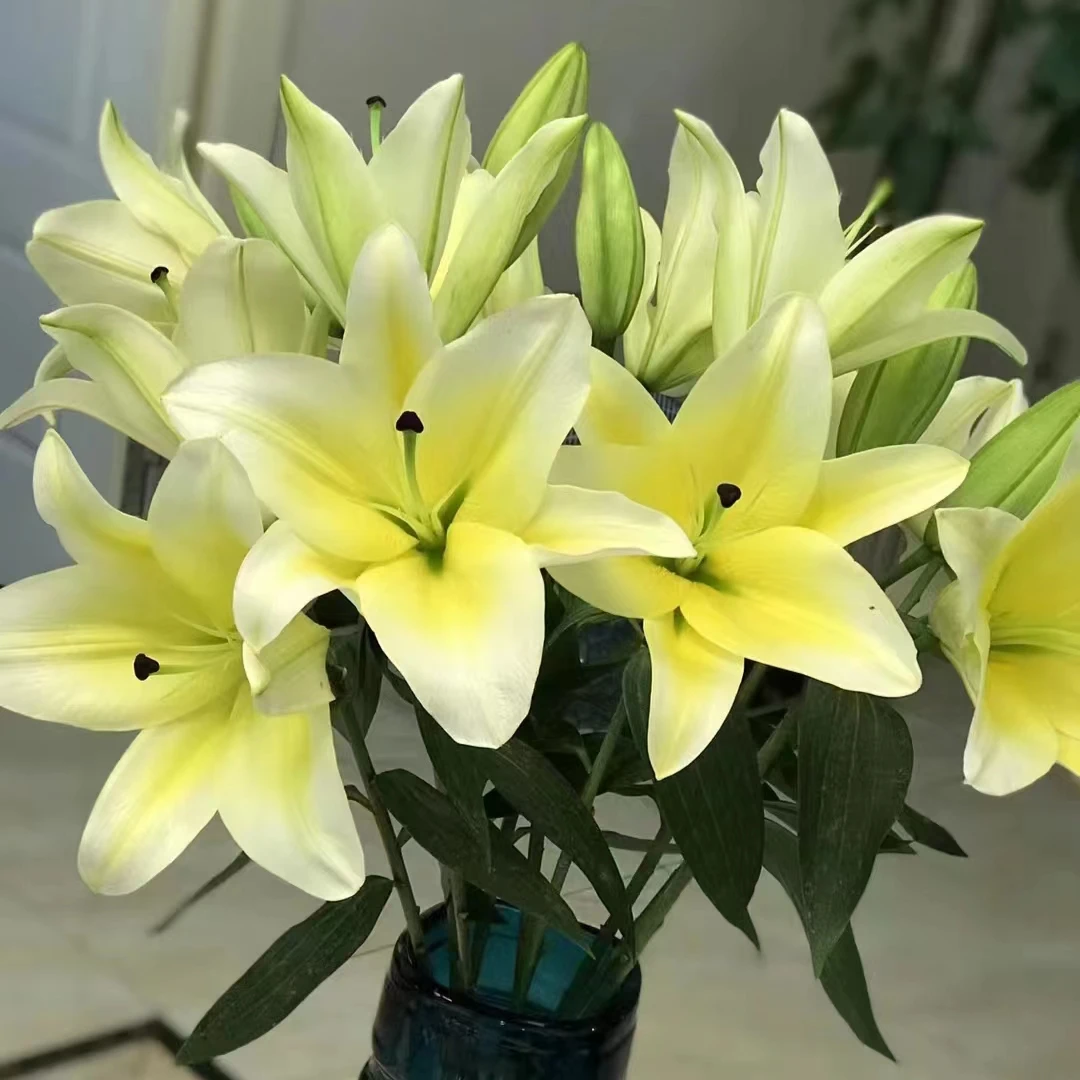 黄天霸多头香水百合  【两单顺丰或京东包邮】云南鲜花
