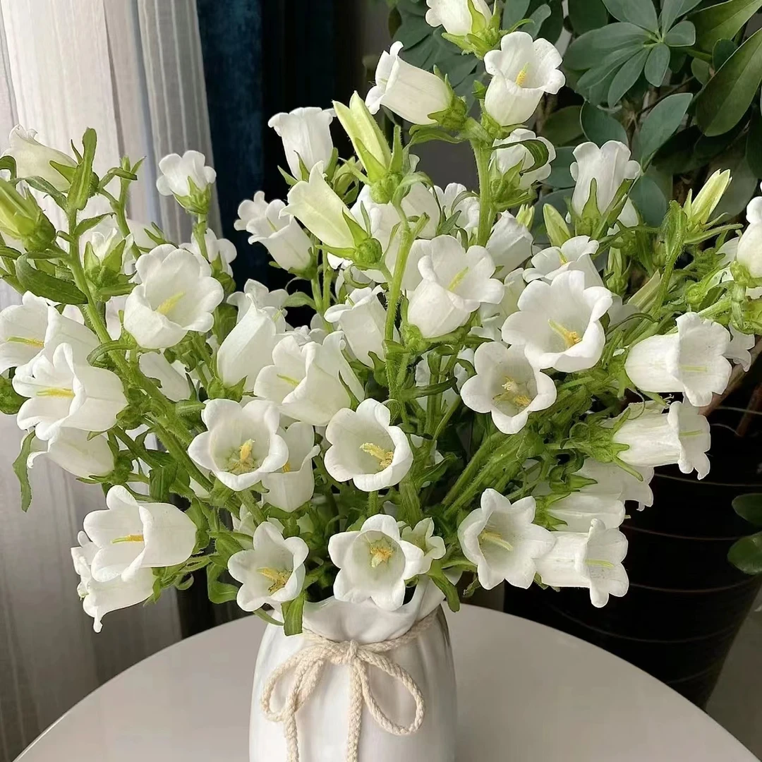 1扎白色风铃花 小清新 【两单京东或顺丰包邮】云南鲜花