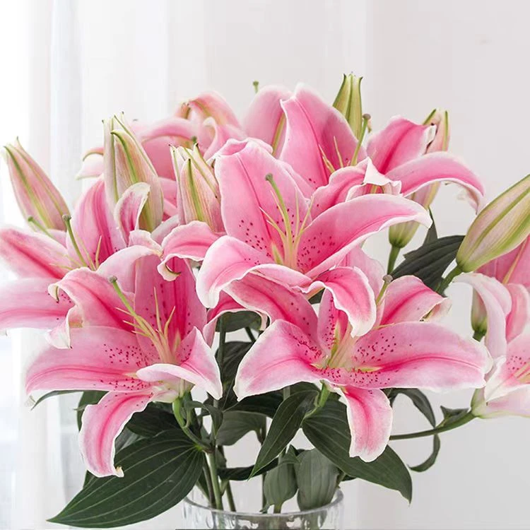 3枝索尔邦多头百合12-15个花苞（小花苞）【两单顺丰或京东包邮】