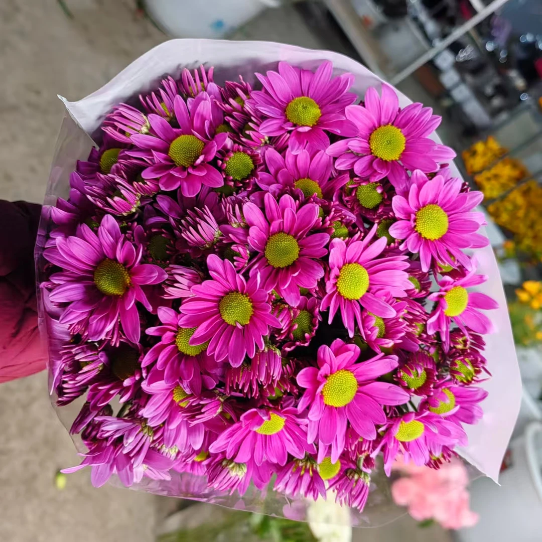 10枝赛诺菲小雏菊 好养护花期长【两单顺丰冷链或京东空运】鲜花