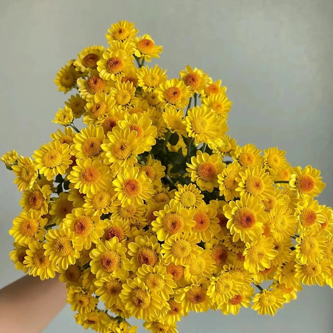 10枝金太阳小雏菊花期长  【两单顺丰或京东包邮】 云南家庭鲜花