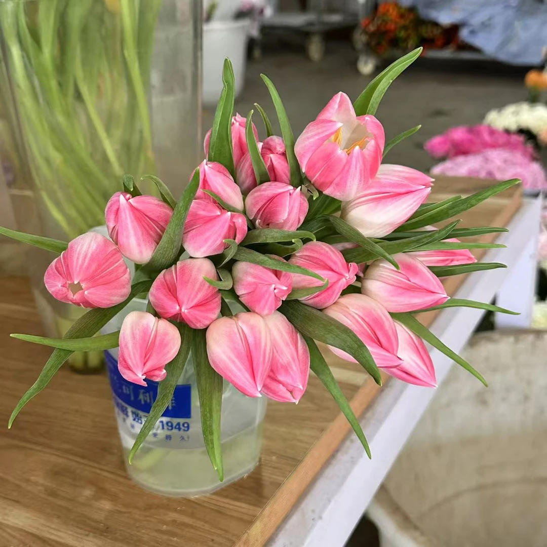 [海盛] 海盛波王粉郁金香小花苞20cm会长个【两单顺丰或京东】