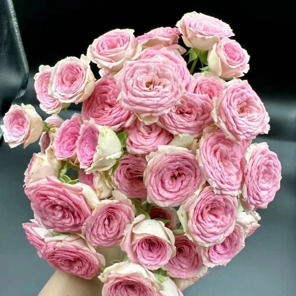 10枝查科仙子多头玫瑰  【任意两单京东或顺丰冷链】云南家庭鲜花