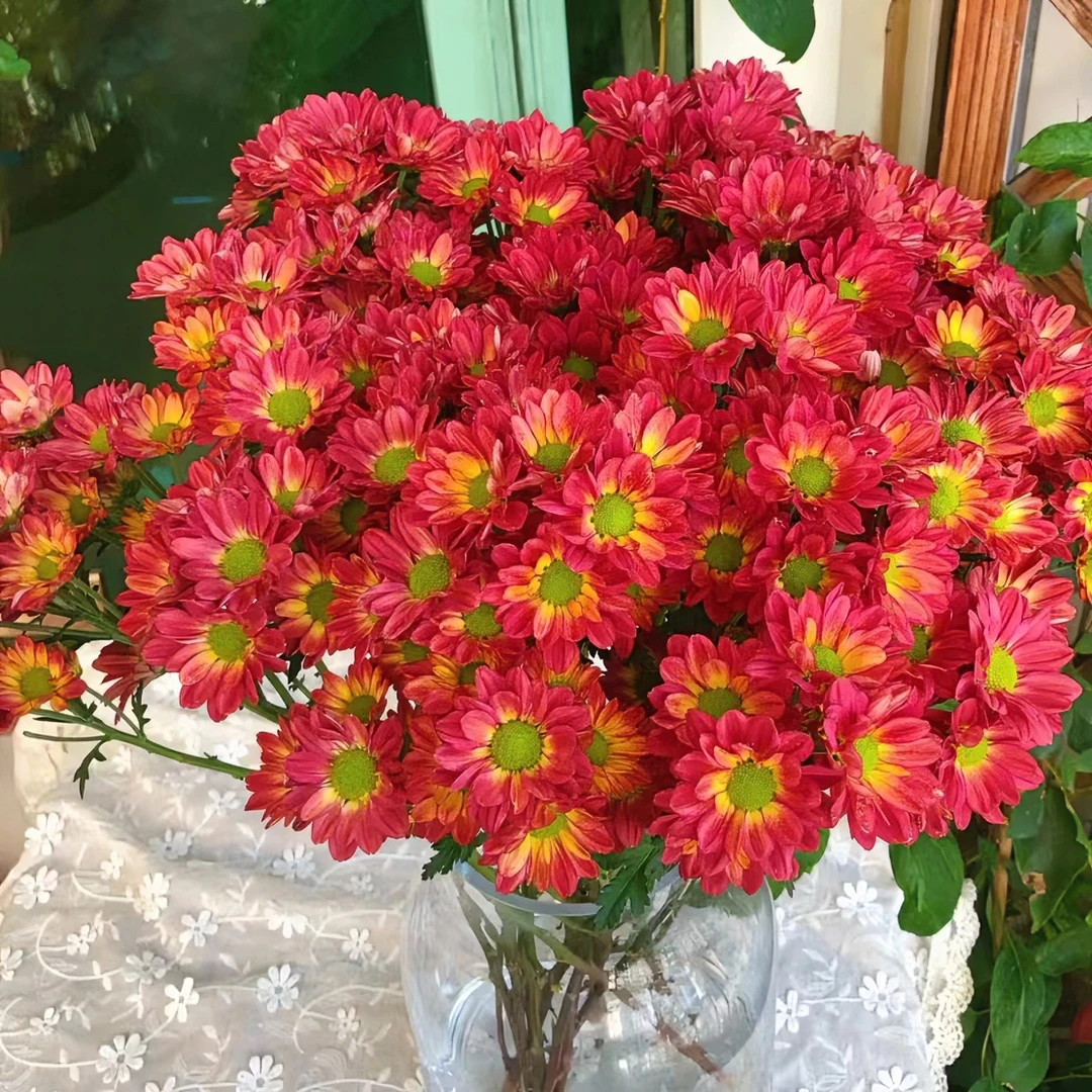 10枝红枫叶小雏菊 【两单顺丰或京东包邮】云南鲜切花