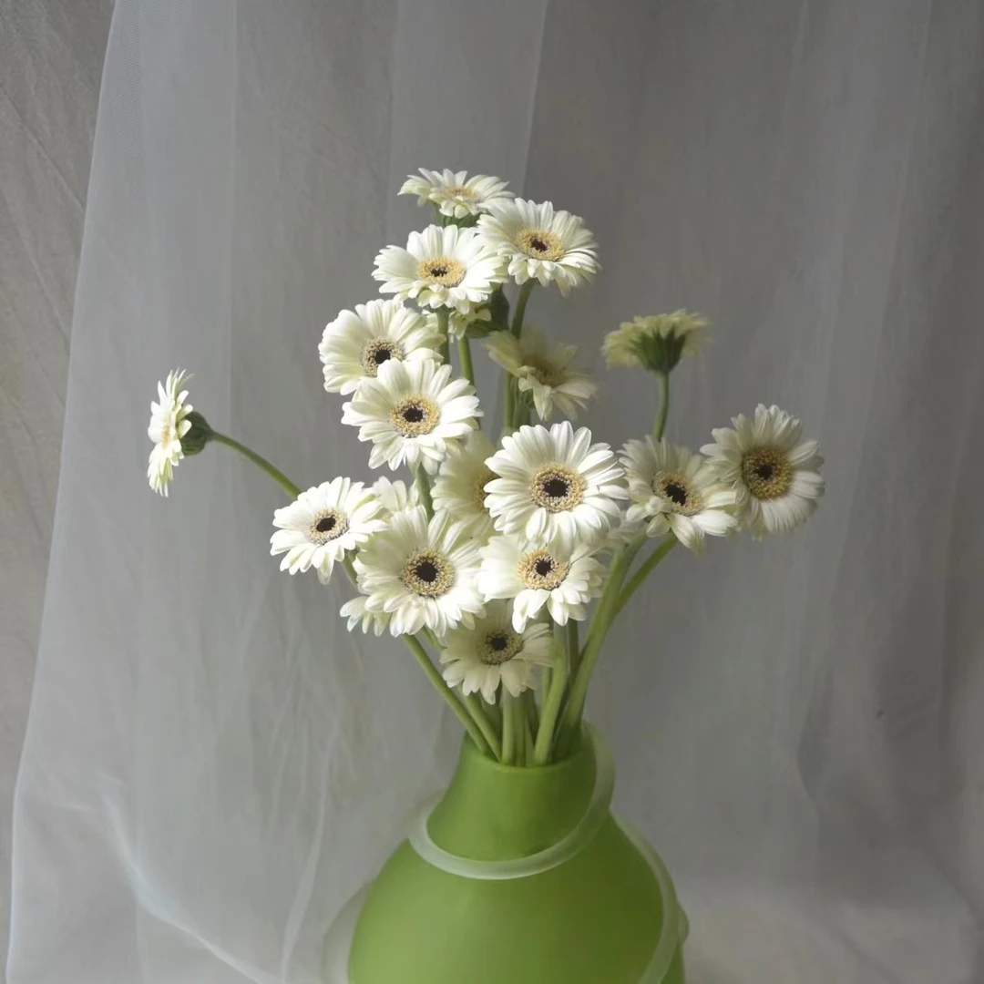 【方德】小白非洲菊  【两单顺丰冷链或京东空运】云南鲜花