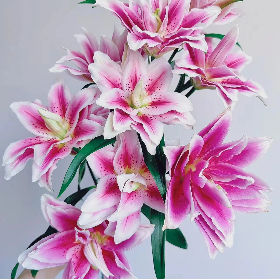 5枝西亚拉三头百合【两单京东或顺丰包邮】云南鲜花