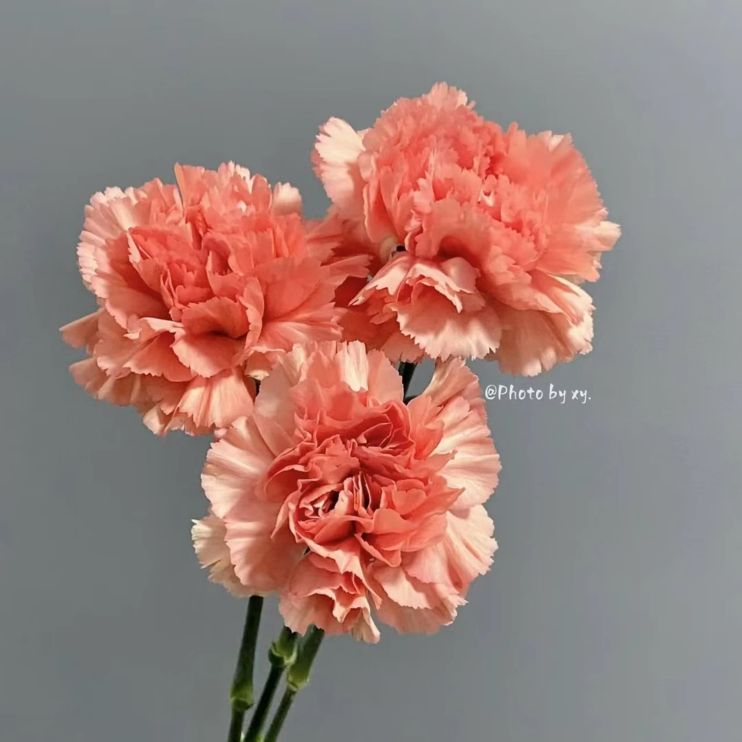 20枝橙色梅根单头康乃馨【两单发顺丰或京东包邮】云南鲜花家庭水养