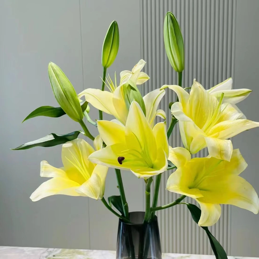 黄天霸双头百合【两单顺丰或京东空运】云南鲜花