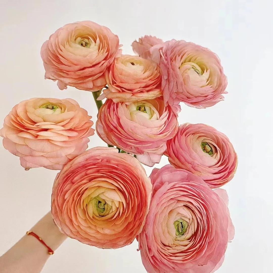 10枝香槟色洋牡丹  （带包装醒花）【两单顺丰冷链或京东空运】