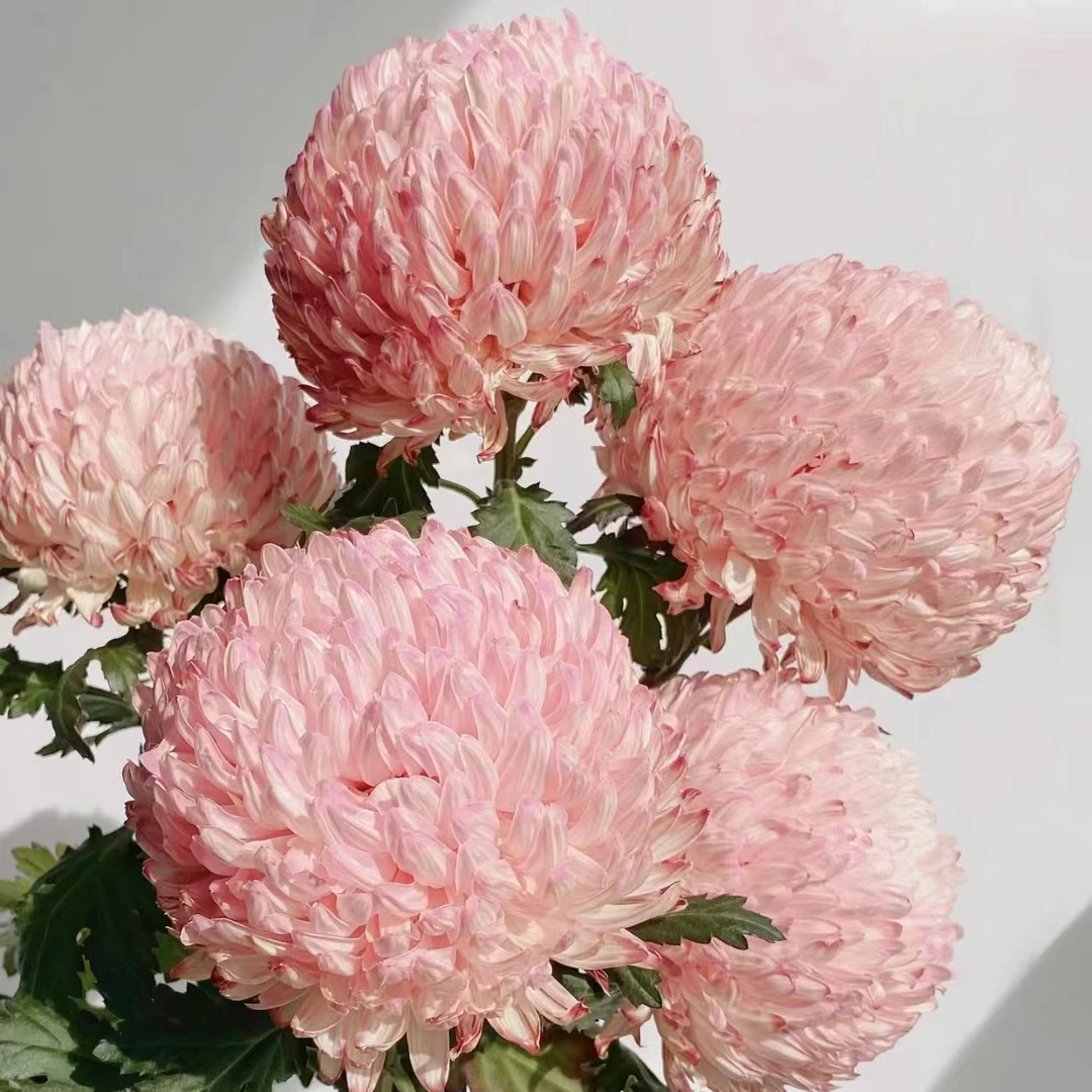 【丰岛】5枝丰岛肉粉牡丹菊（吸色）  鲜花【两单京东或顺丰包邮】