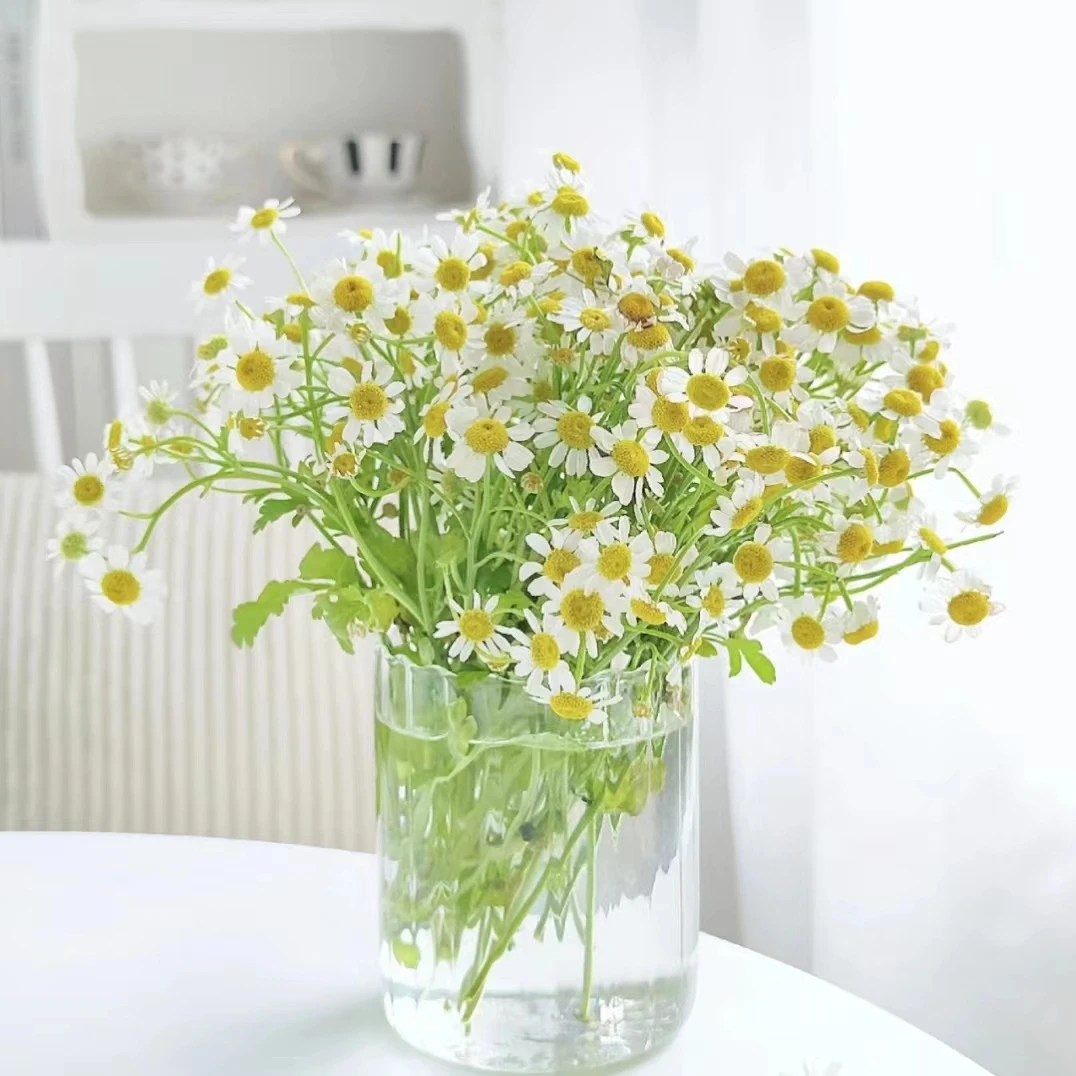 5扎洋甘菊 水养插花云南鲜切花生鲜产品发货不退货花期长好养护