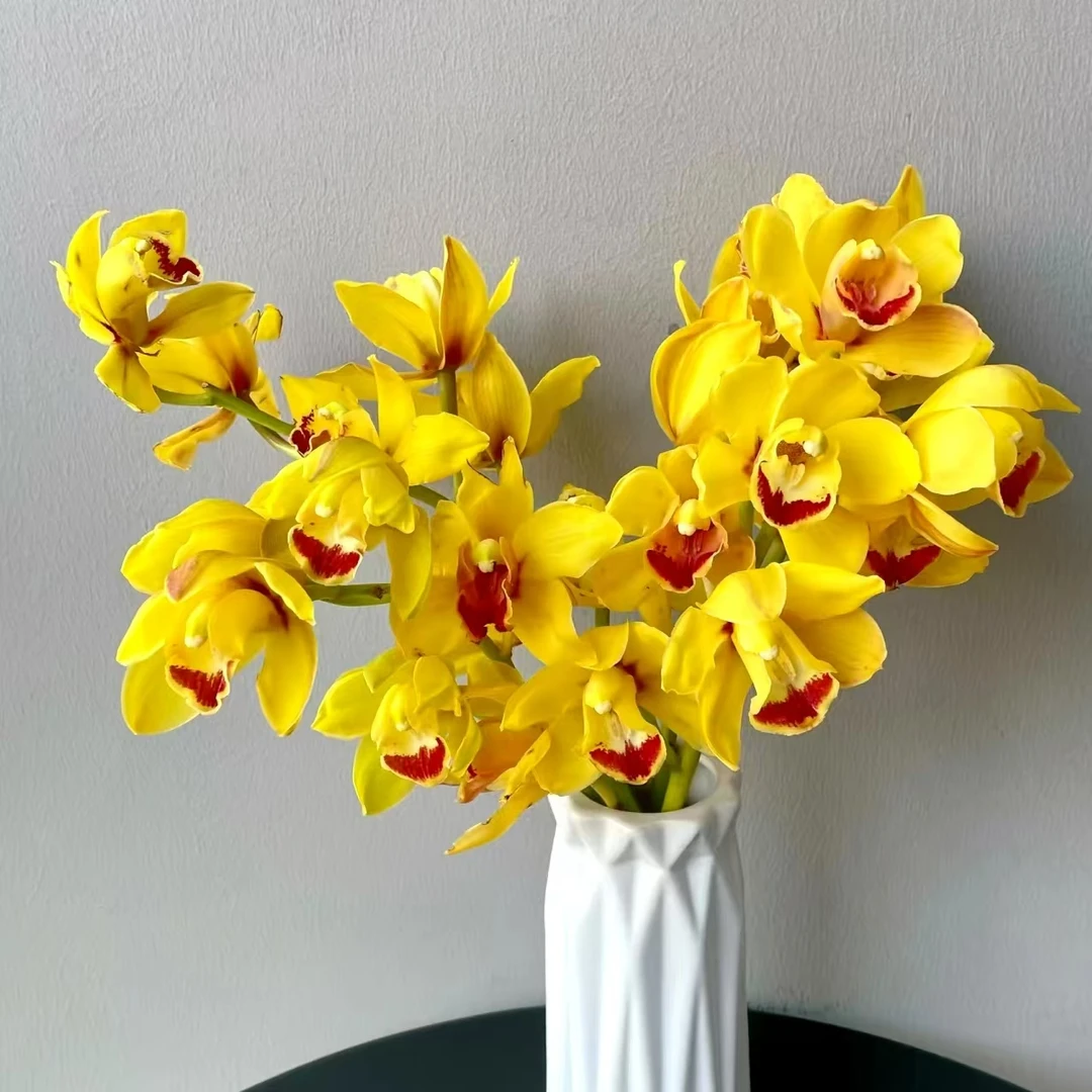 2枝黄色大花蕙兰鲜切花【两单顺丰冷链或京东空运】