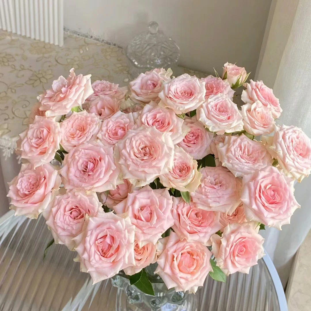 10枝星悦宝贝多头玫瑰【两单京东或顺丰包邮】云南鲜花 原产地直发