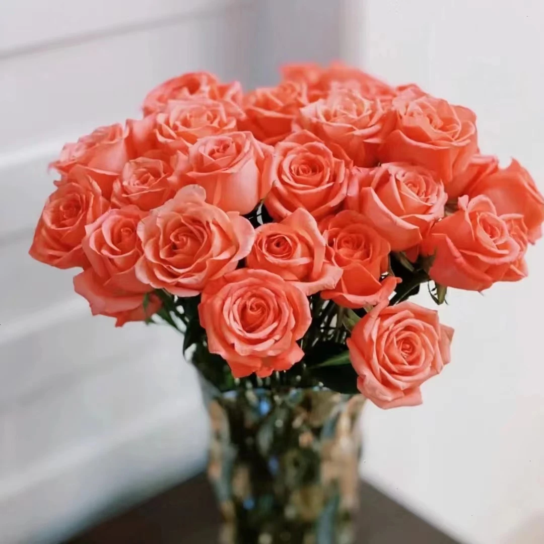 粉色单头玫瑰福利组合 云南鲜花基地直发