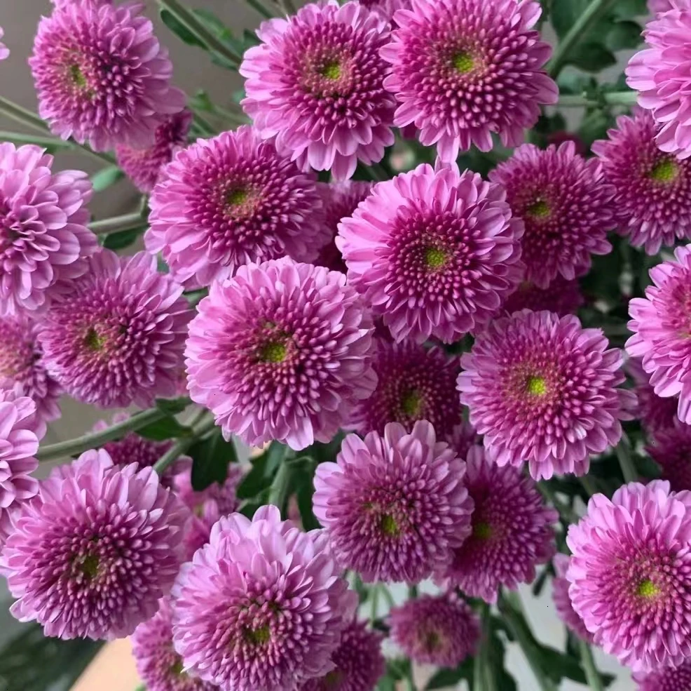 10枝紫妍小雏菊【两单顺丰冷链或京东空运】 超长待机云南鲜花