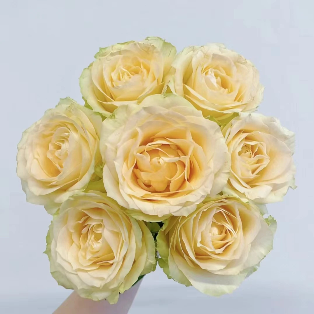 方德荷冠蜜桃雪山玫瑰 (杆子细花苞小)【两单京东或顺丰包邮】
