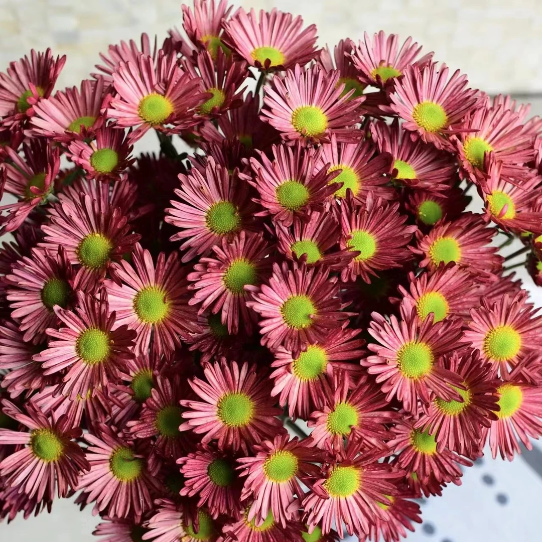 10枝短笛小雏菊 超长待机 云南家用鲜花【两单京东或顺丰空运】