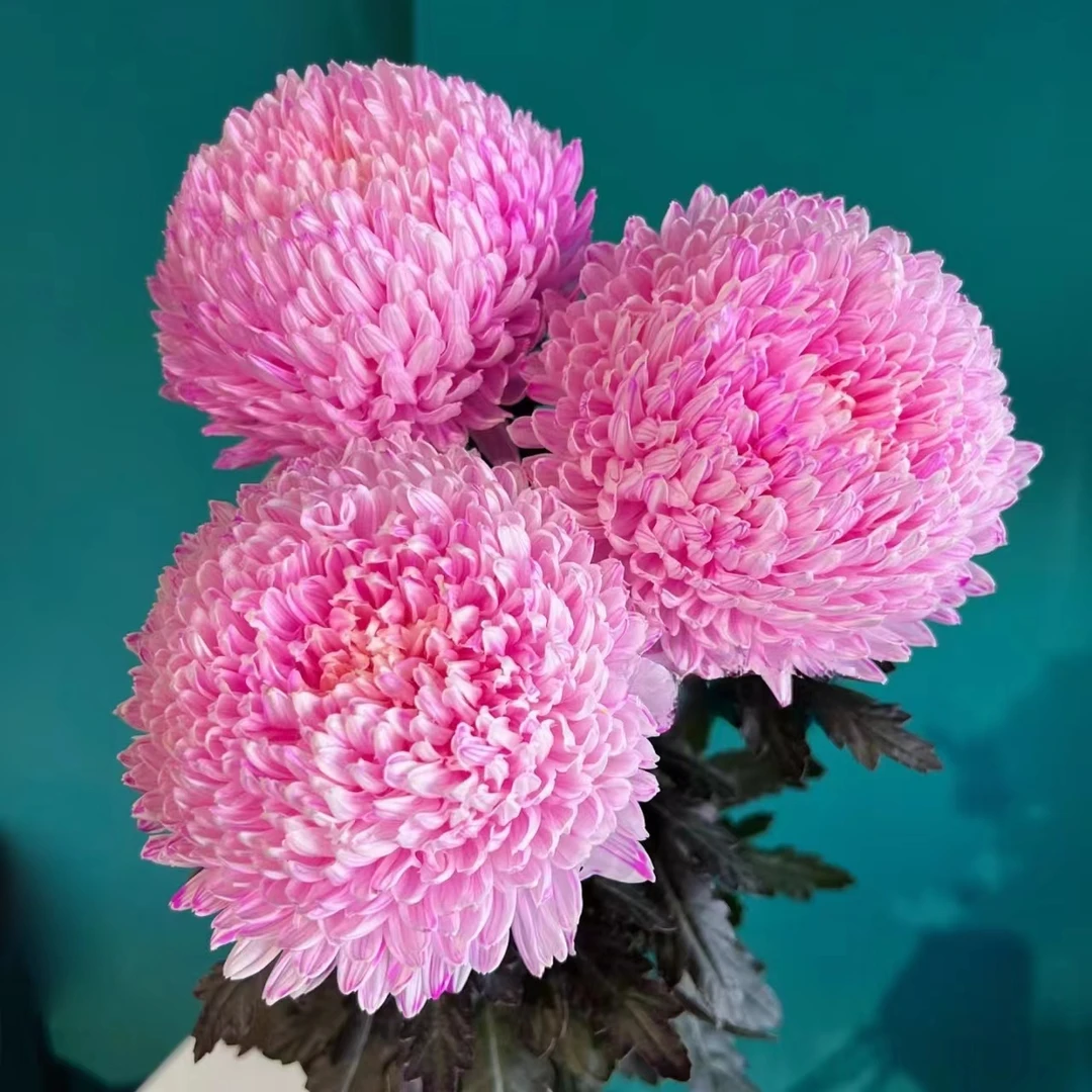 【丰岛】5枝丰岛桃粉牡丹菊（吸色）  鲜花【两单京东或顺丰包邮】