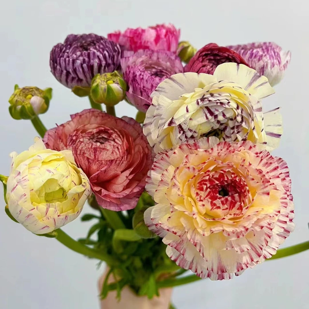 10枝花边洋牡丹（带包装醒花） 两单顺丰冷链或京东空运