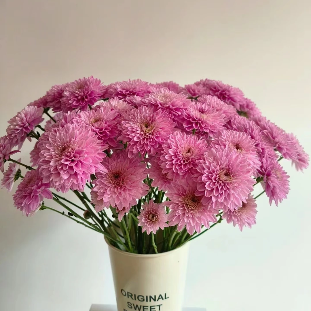 10枝晚霞小雏菊  超长待机花期好养云南鲜花【两单京东或顺丰包邮】