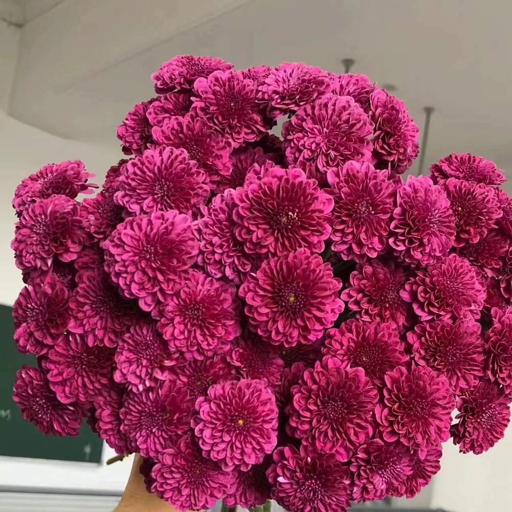 10枝蓝莓小雏菊 【两单顺丰冷链或京东空运】云南鲜切花