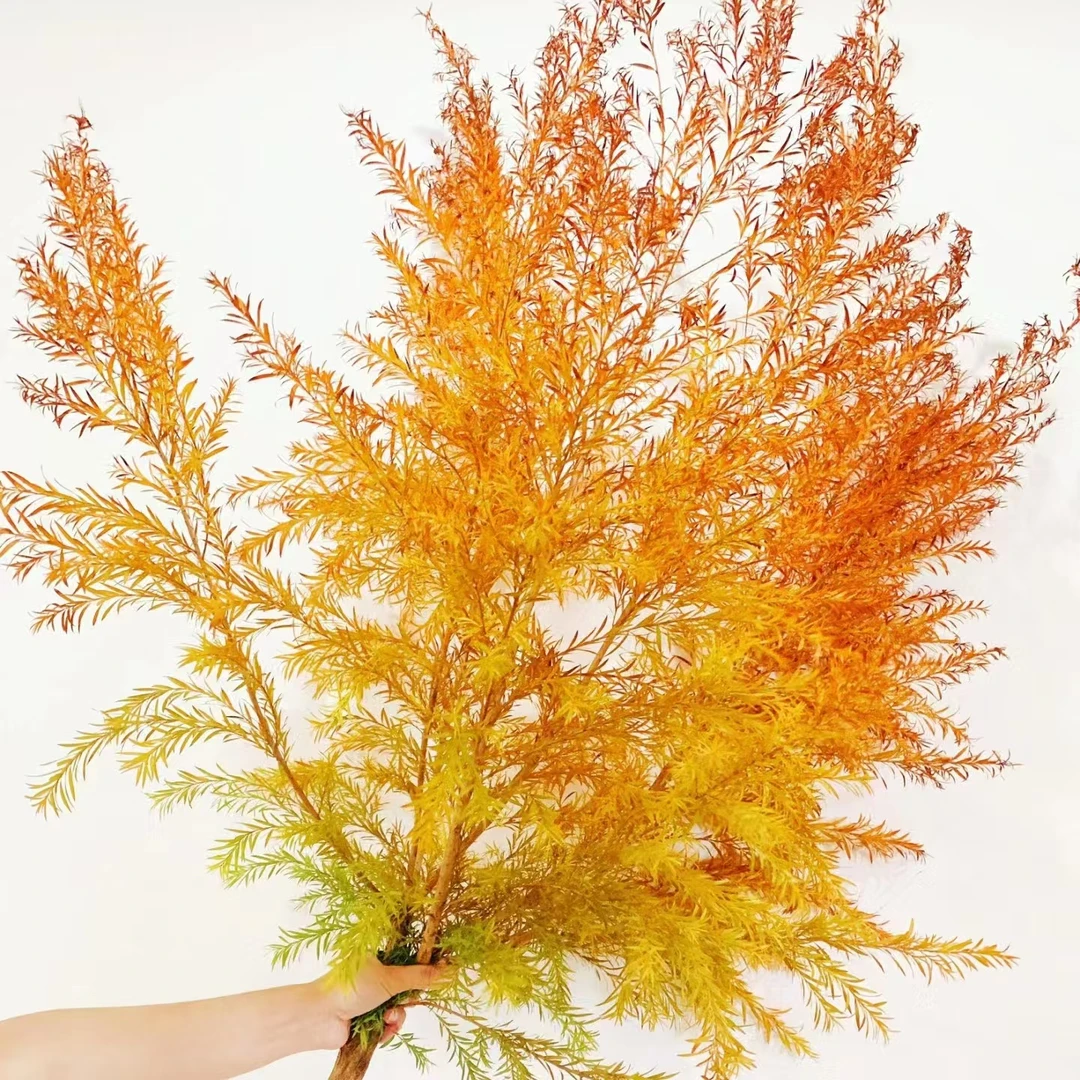 1扎橙色千层金 吸色（1扎1-3枝）绿植水培【两单顺丰冷链或京东空运】