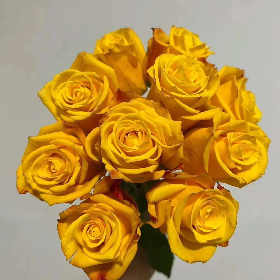 方德荷冠烛光玫瑰（杆子细花头小）【两单京东或顺丰】