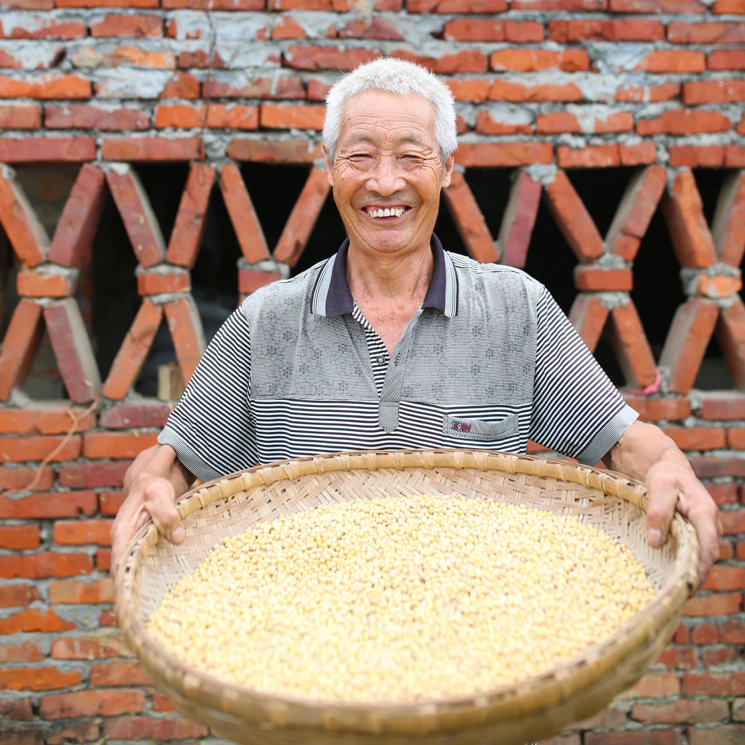 产地直发四川农家自种老品种黑肚脐椭圆形土黄豆【非转基因】