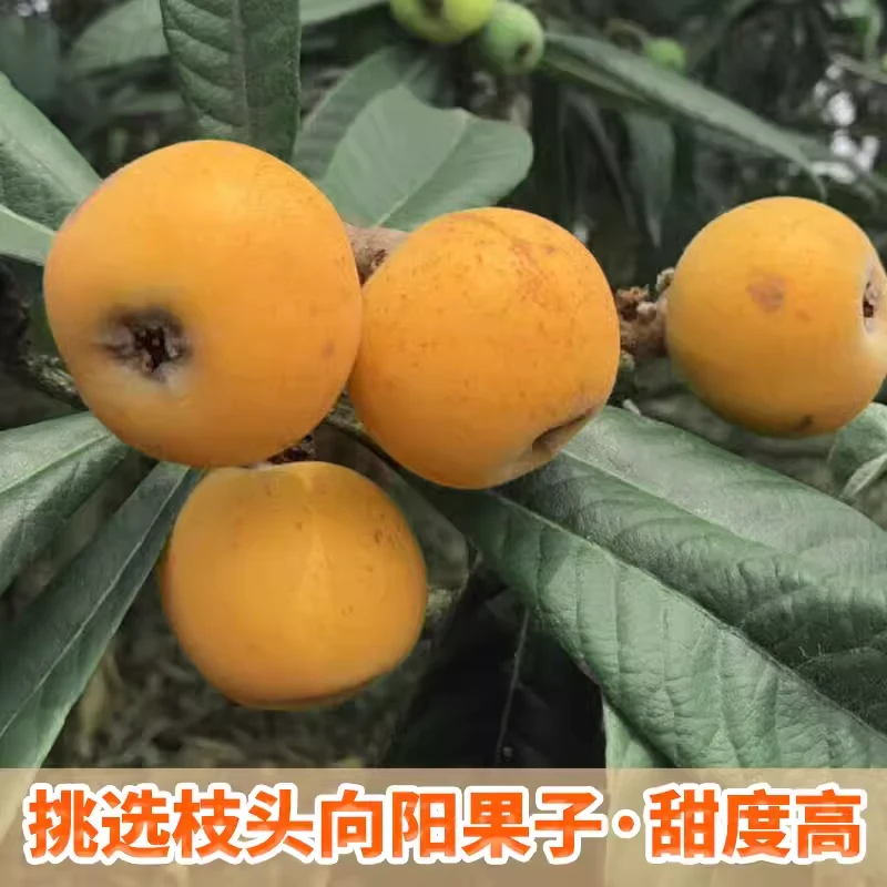 【精品大果】苏州东山白玉枇杷84颗约3--5斤现摘现发礼盒装