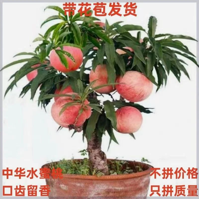 矮化盆栽中华寿桃血桃水蜜桃 带花苞带土发货 南北方种植盆栽地栽