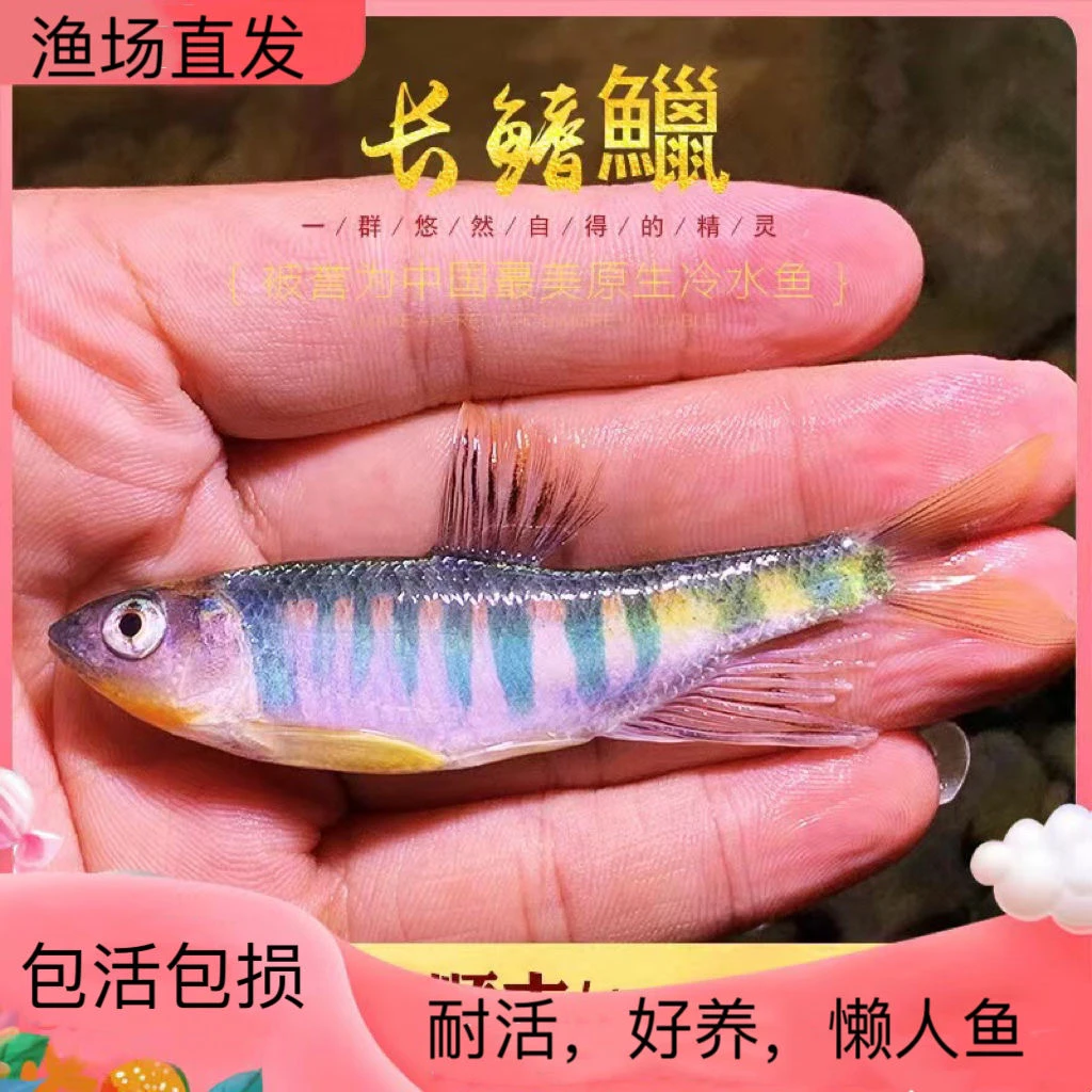 长鳍鬣冷水原生群游不加温溪流好养耐养【开包前报损/入杠不包损】