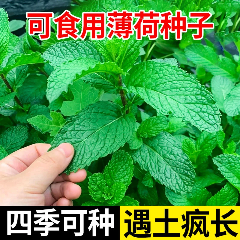 薄荷种子食用薄荷四季阳台盆栽多年生柠檬薄荷驱蚊花草种