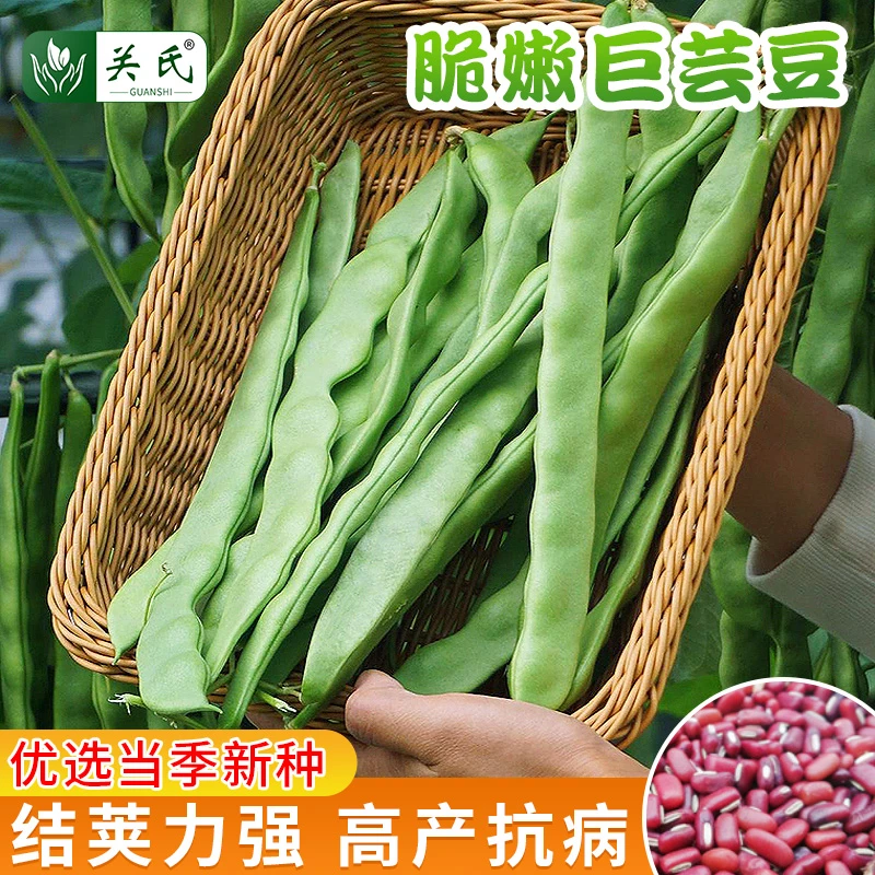【拍2发3】翠嫩巨芸豆种子 早熟宽荚扁豆种籽架豆四季油豆角籽