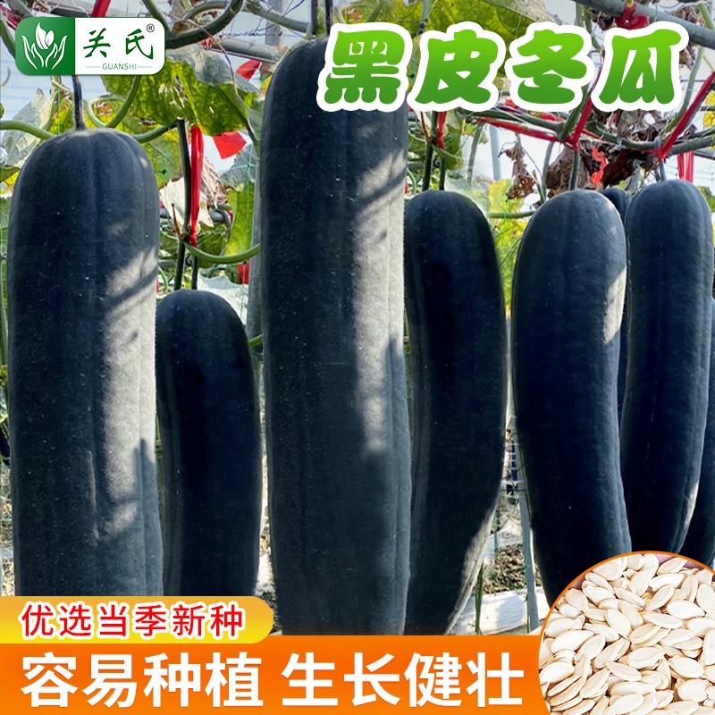 黑皮冬瓜种籽 大冬瓜种子四季耐寒高产优质种子播种简单耐热耐旱