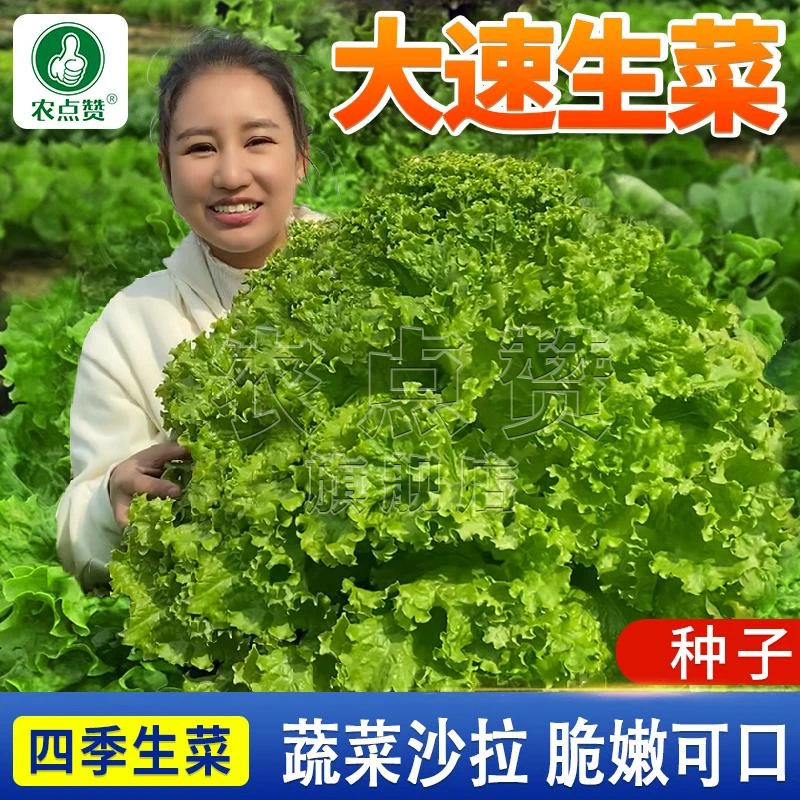 【拍2单发8包】大速生菜种子阳台小院种植高产耐热抗病