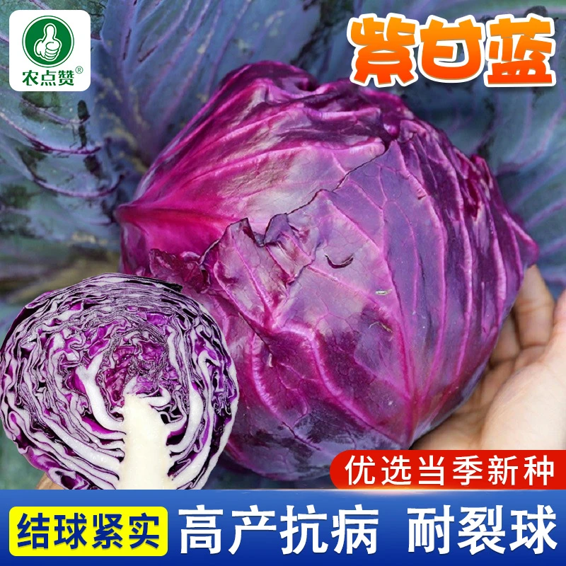 【拍2发3】紫甘蓝种子四季紫包菜紫甘兰种籽卷心菜阳台菜园简单