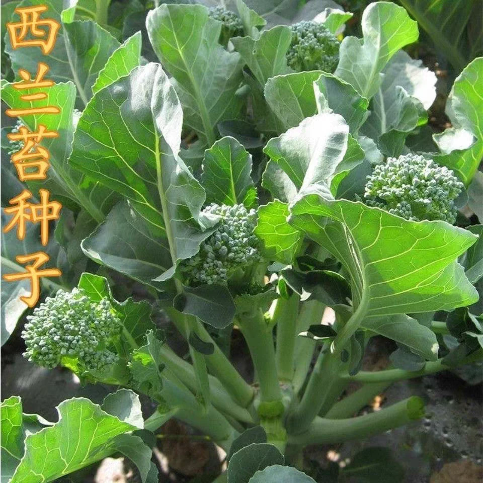 西兰苔种子 西洋芥兰种籽小西蓝花芥蓝菜苔菜心四季蔬菜高产