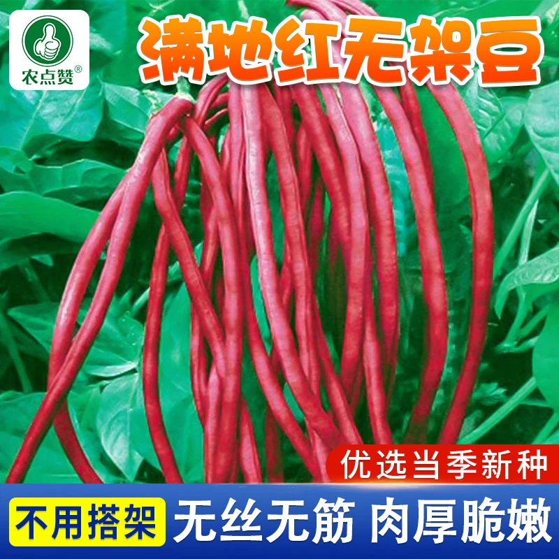 满地红无架豆种子 不搭架紫红豇豆 春季豆角四季家庭园艺蔬菜种子