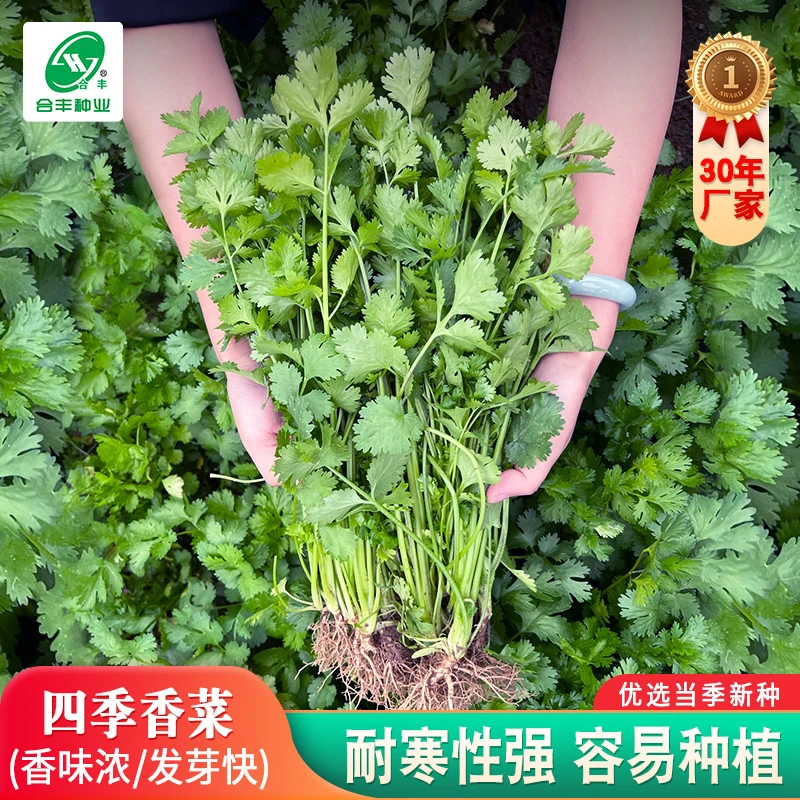 四季香菜种籽老品种小叶耐寒耐热芫荽种孑速生阳台盆栽香菜种子