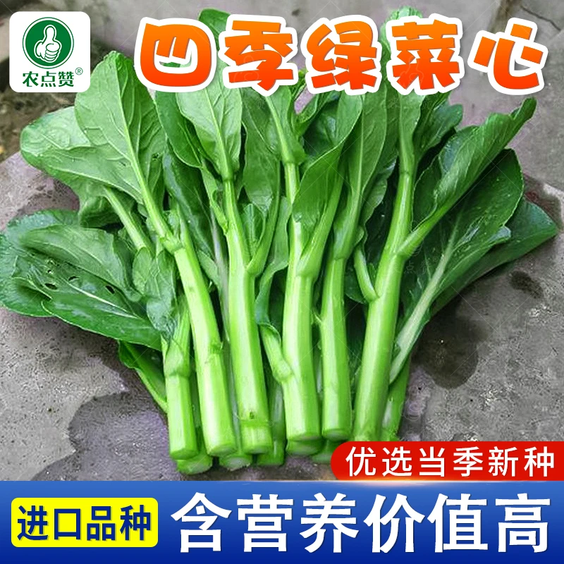 四季奶油菜心种子抗热耐湿青菜四季播农家四九菜心阳台快菜种籽