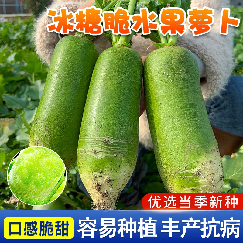冰糖水果萝卜种子种籽子天津沙窝甜脆潍县罗卜籽种青四季孑糖心