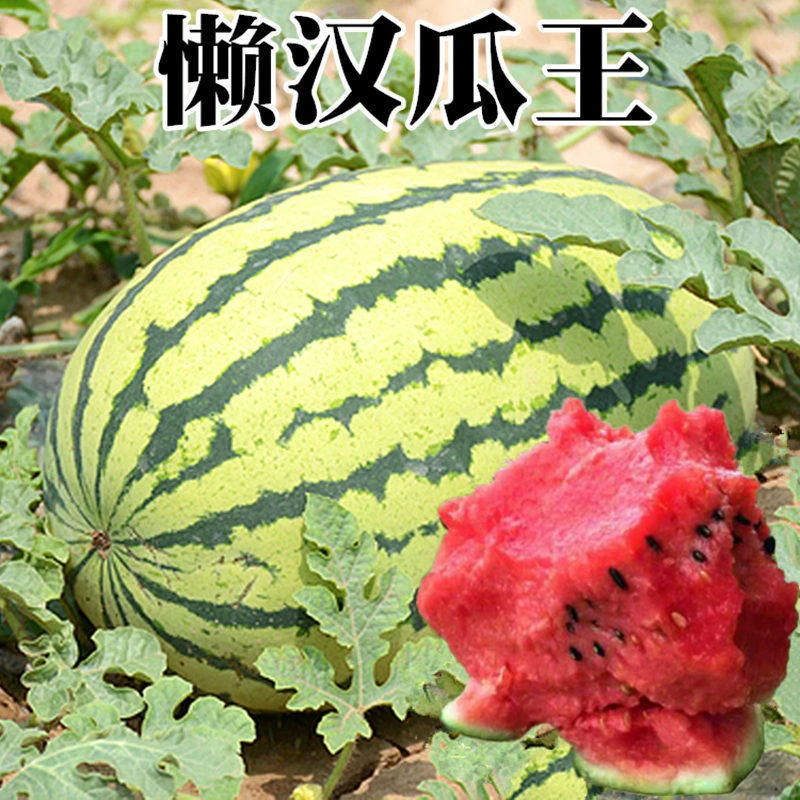 【拍2发3】懒汉王西瓜种籽苗超甜巨型脆沙瓤多汁西瓜孑春夏南北适宜