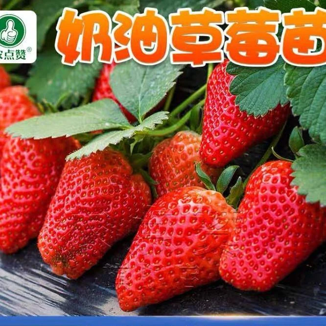 草莓种子 四季奶油草莓种子家庭阳台园艺盆栽水果种子蔬菜种子