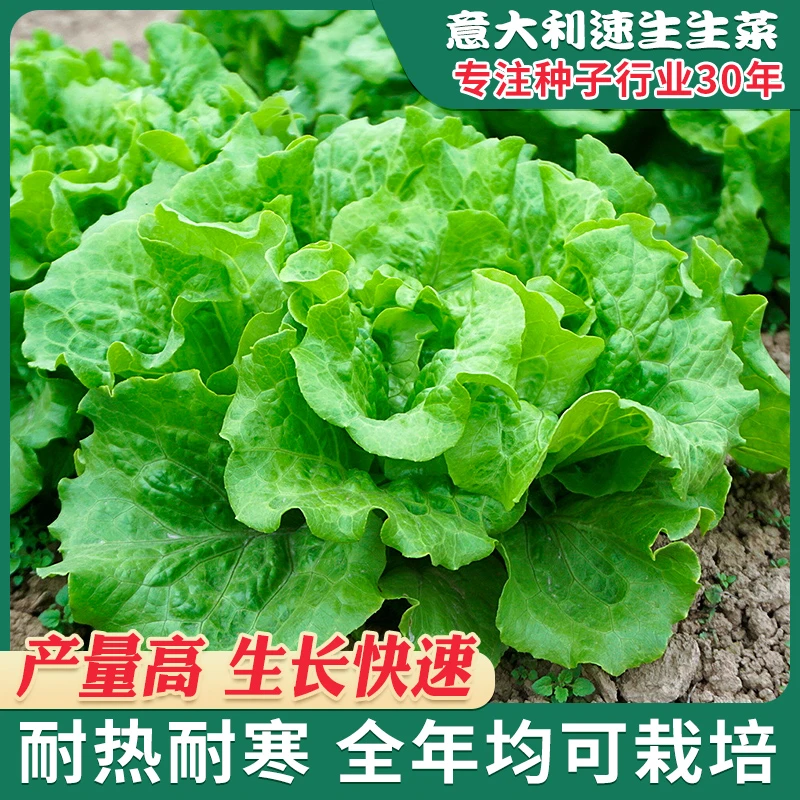 意大利生菜种籽速生球包心生菜四季盆栽罗马生菜仔